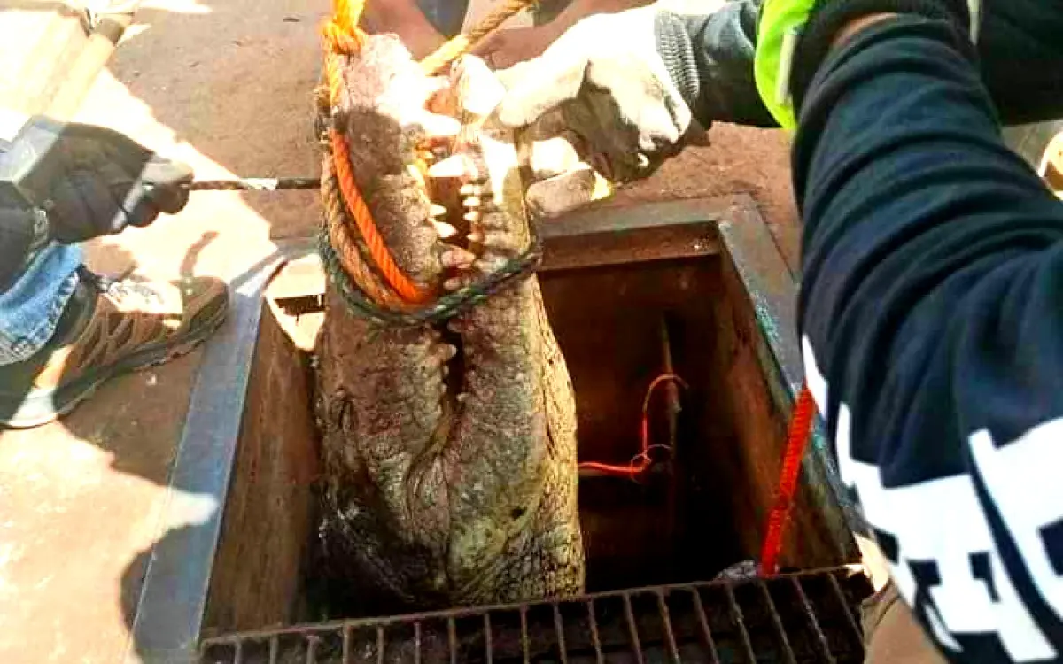 Ins Lito Cocodrilo De Metros Deambulaba Por Tuber A En Tamaulipas