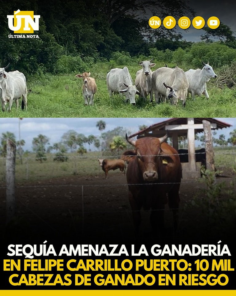 Sequía amenaza la ganadería en Felipe Carrillo Puerto 10 mil cabezas