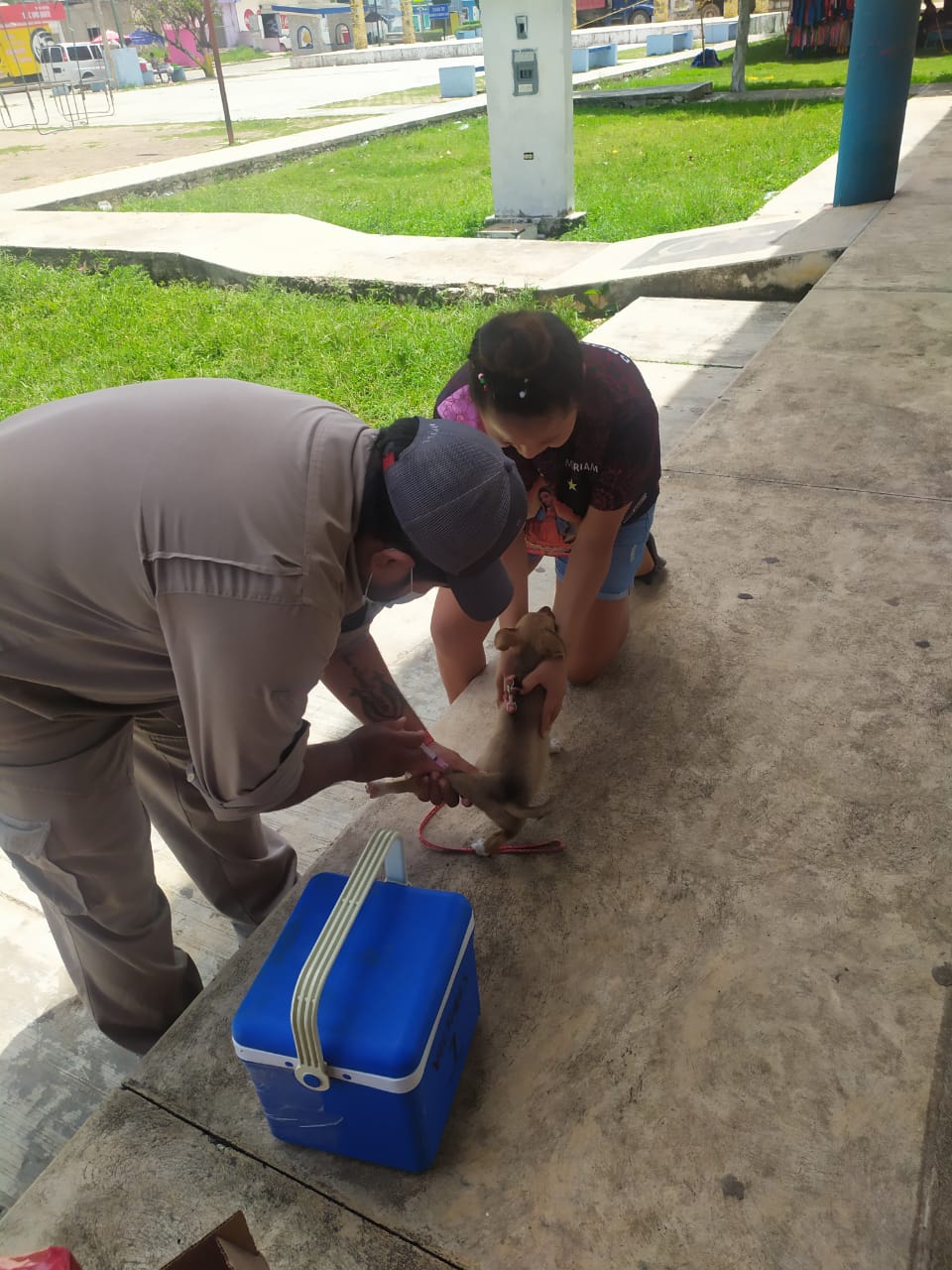 inicia campaña antirrábica en la zona maya