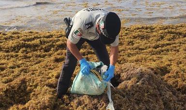 Guardia Nacional realiza hallazgo de un paquete con aparente cocaína en una playa de Tulum