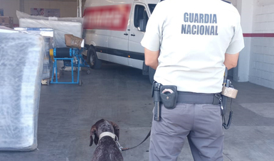 Descubre Guardia Nacional en Zacatecas más de un kilogramo de aparente marihuana empaquetado en bolsas herméticas