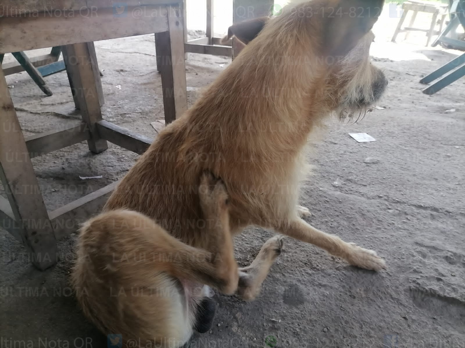 Priorizarán las esterilizaciones y consultas a bajo costo en Control animal en FCP