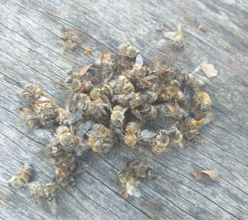 Mueren abejas por presunta fumigación descontrolada