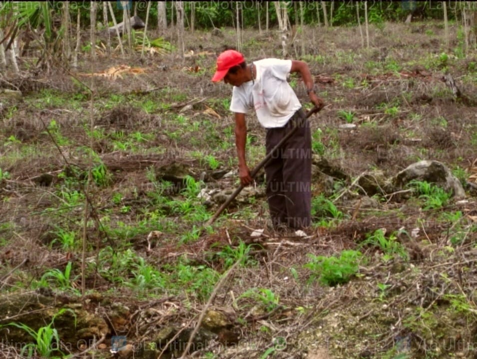 Campesinos de FCP obtuvieron buena cosecha en este 2021
