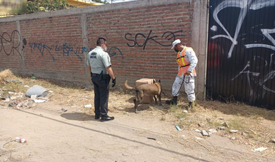 Binomios caninos de la GN localizan 20 kilos de aparente marihuana abandonada en Mazatlán