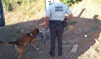 Canino de la GN localiza en Mazatlán dos paquetes de aparente marihuana