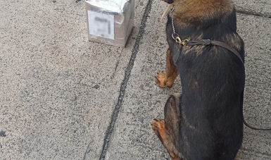 Canino de la GN localiza envoltorios de marihuana en Aeropuerto de Guadalajara