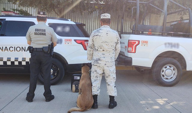 Binomios caninos de la Guardia Nacional detectan dentro de una bocina cerca de medio kilo de aparente crystal
