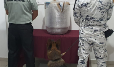 En el Aeropuerto de Cancún binomios caninos de la Guardia Nacional localizan cerca de 22 kilos de aparente marihuana