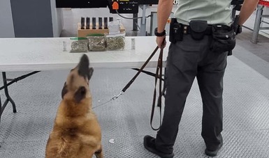 GN y Ejército Mexicano localizan aparente marihuana, aceite de cannabis y etiquetas con LSD