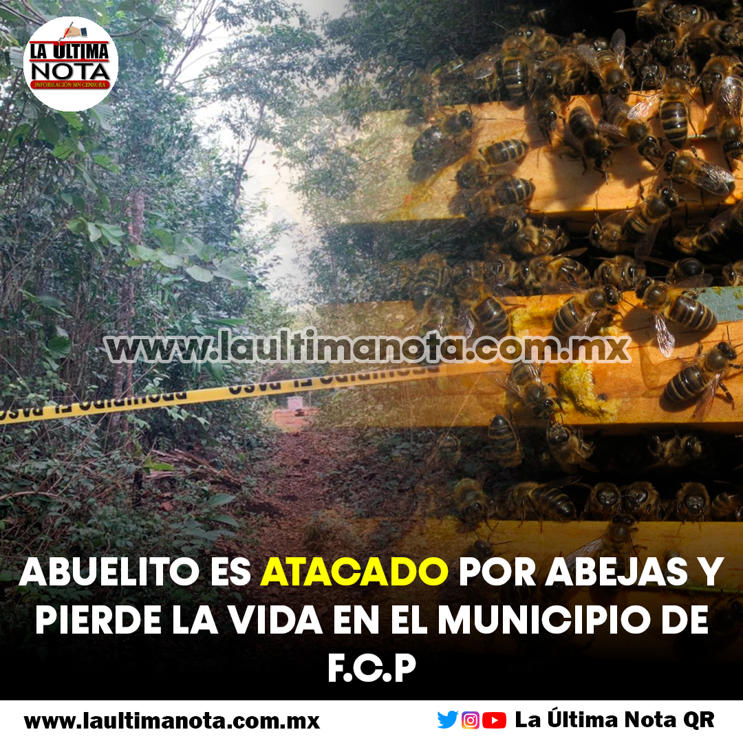 Matan abejas a abuelito en la zona maya