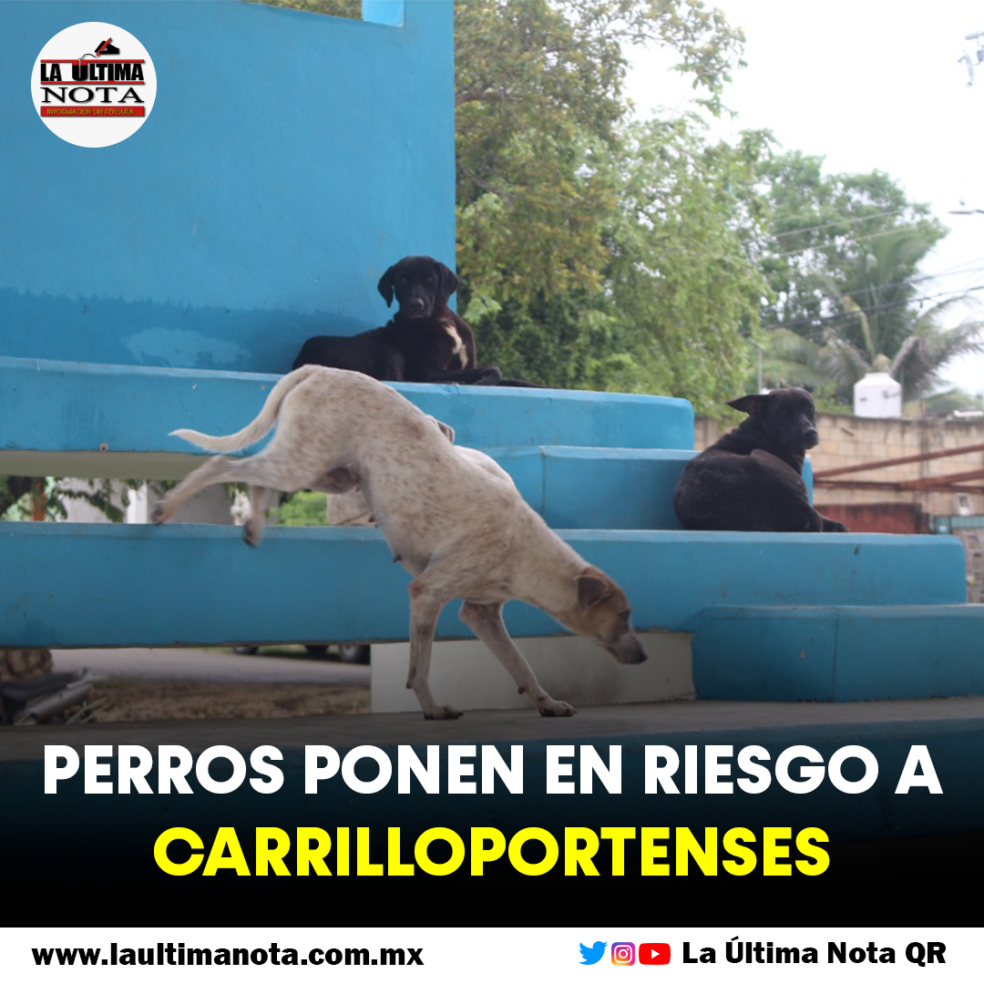 Perros ponen en riesgo a carrilloportenses