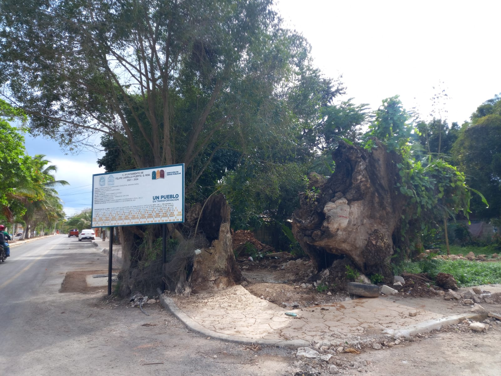 ¿Crees viable quitar el tronco que queda del árbol del Pich o se debe conservar?