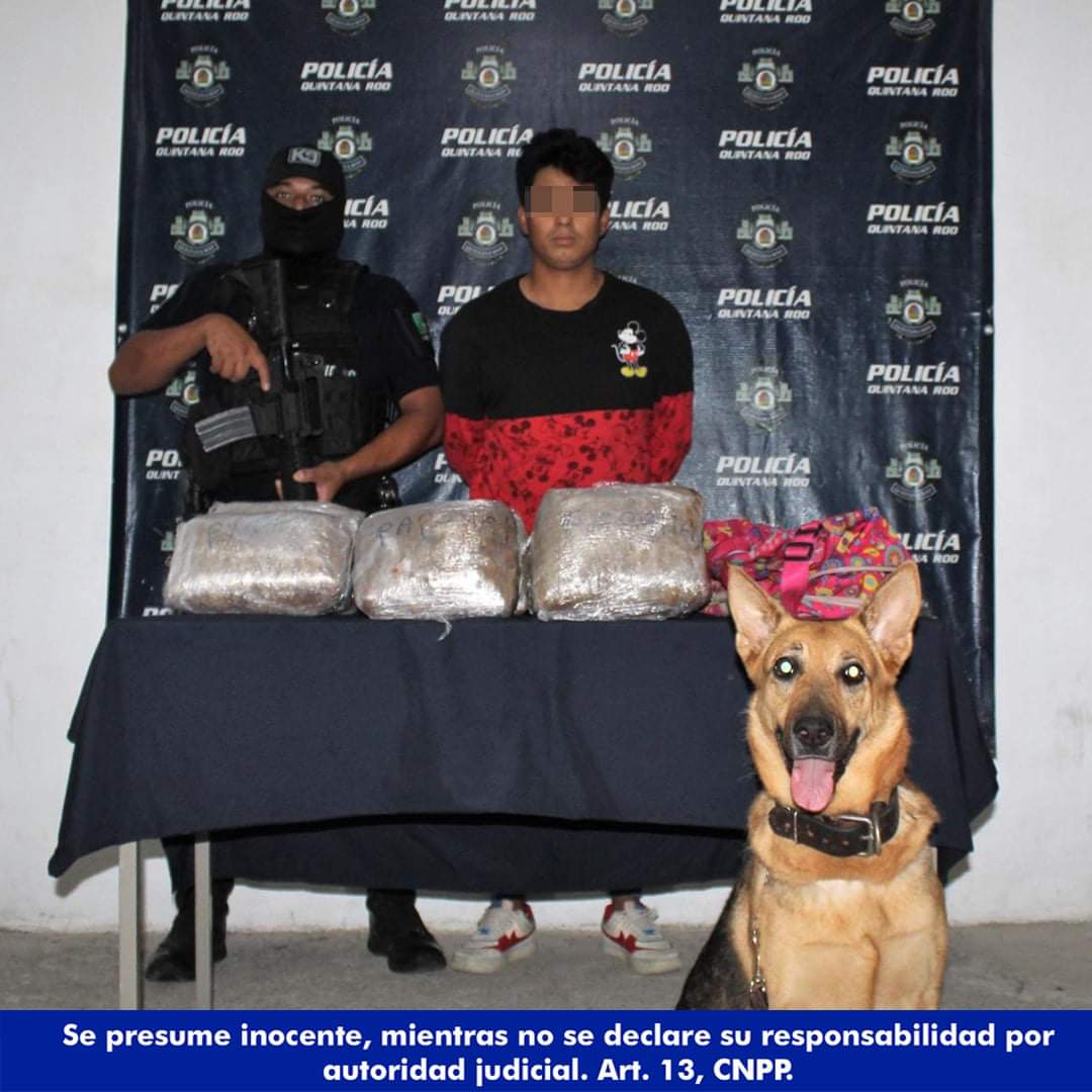 SIN TREGUA AL NARCOMENUDEO EN TULUM: Policía evita distribución de 155 dosis de presunta marihuana y cristal