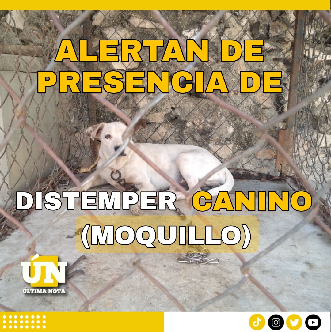 Alertan de presencia de distemper canino