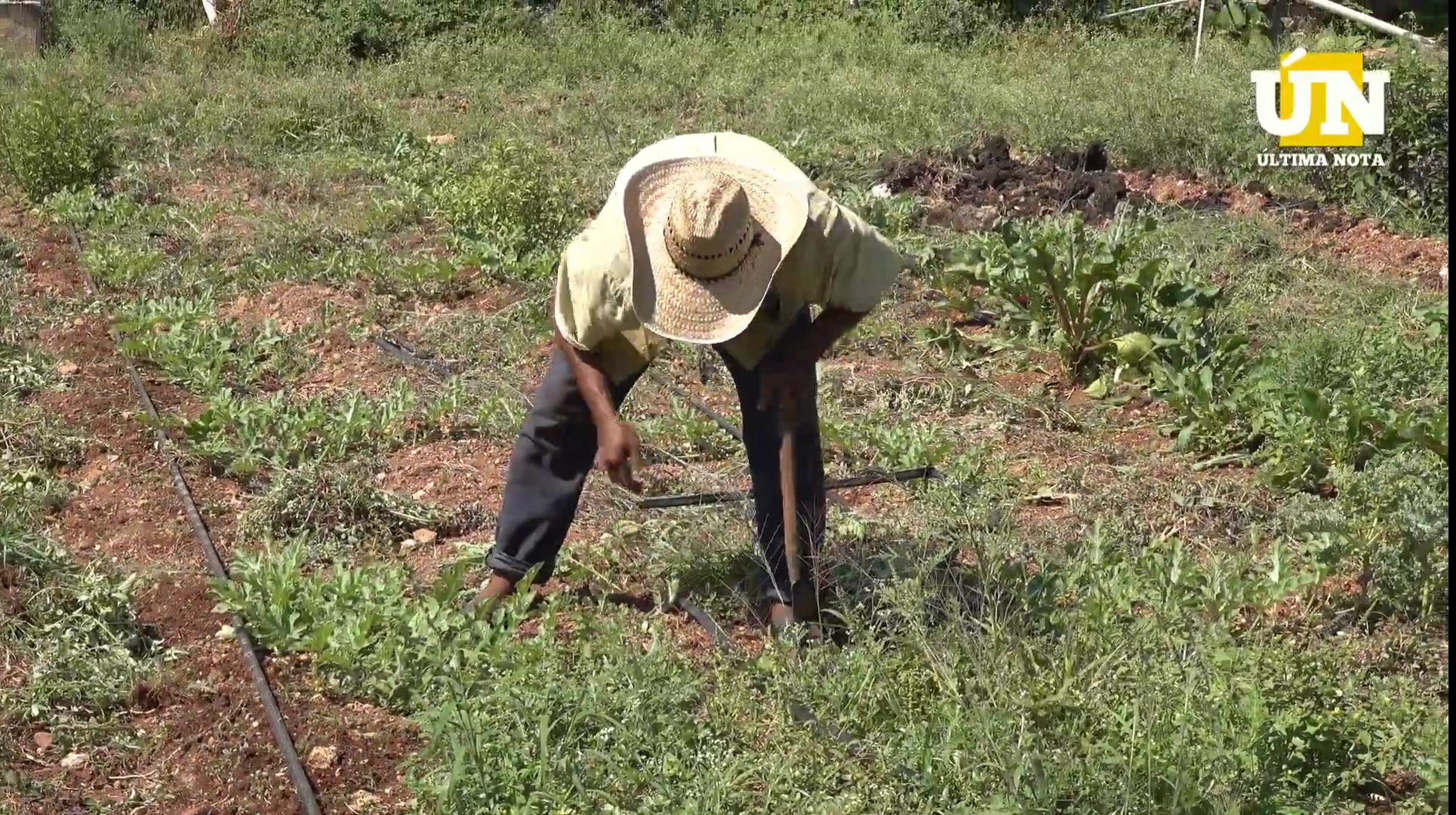 Dejan el campo para trabajar en hoteles
