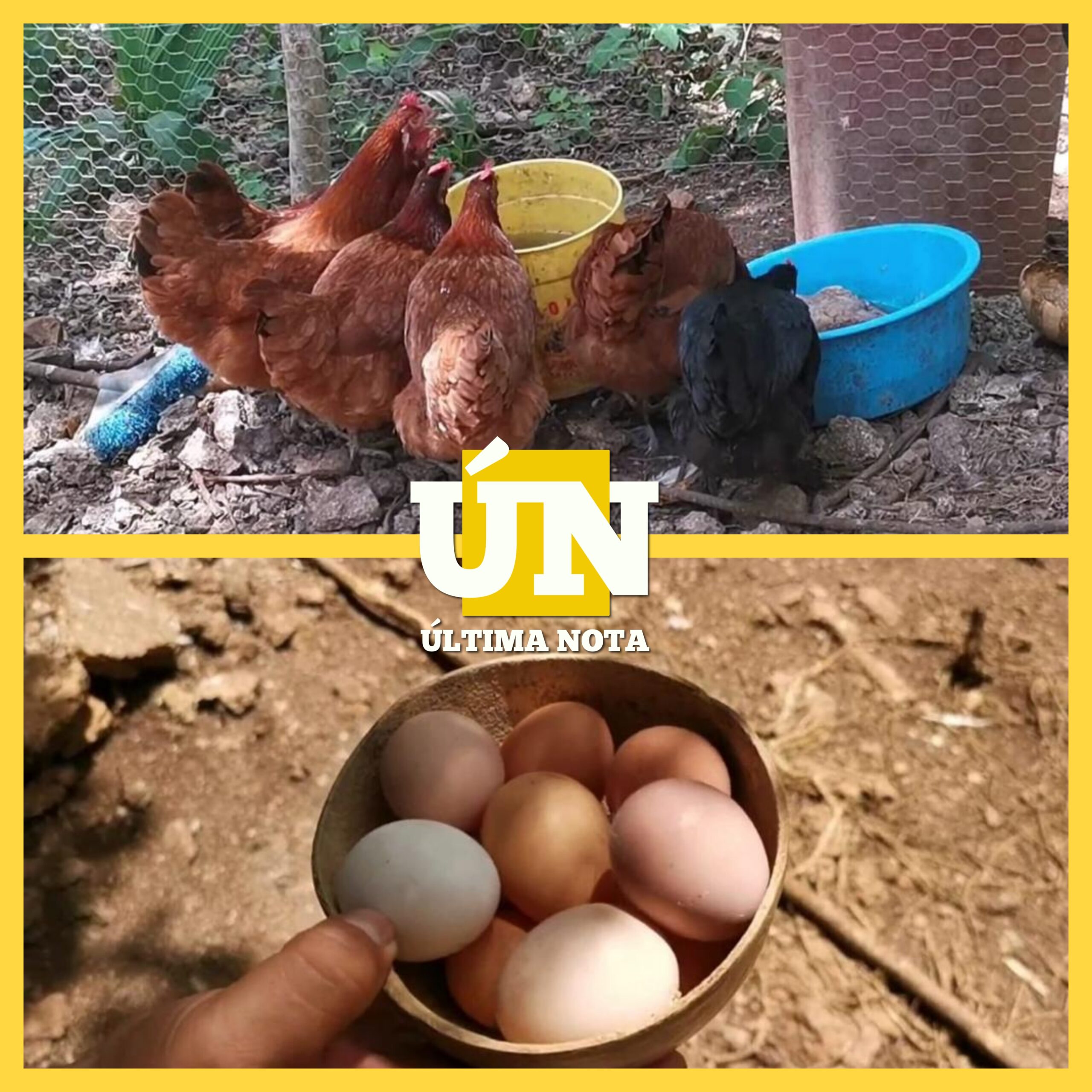 Quieren potencializar el mercado del huevo orgánico