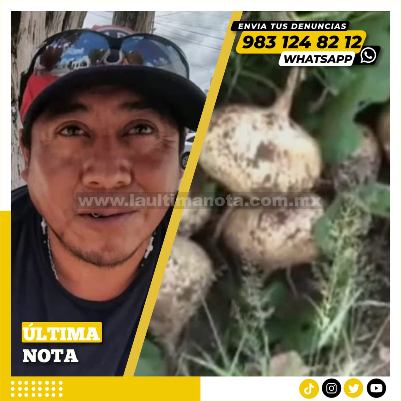 Campesinos le apuestan a 15 hectáreas de jícama en JMM