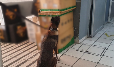 En Guanajuato, Guardia Nacional localiza cajas con aparente marihuana empaquetado al alto vacío 