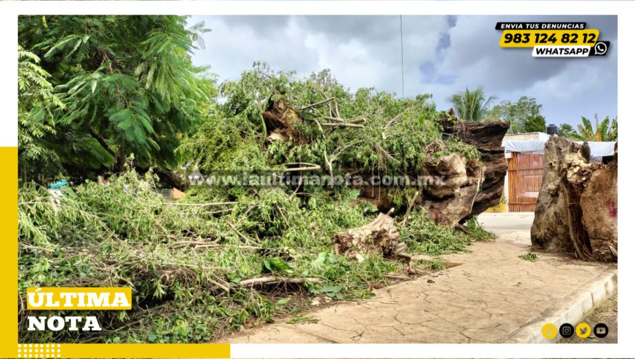 Revive el árbol del pich como una amenaza y lo cortan