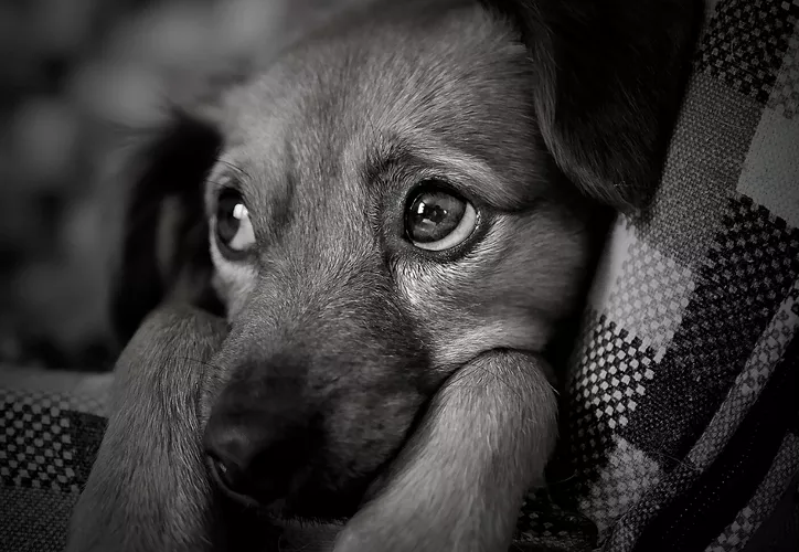 Detienen a sujeto por abusar del perrito de su vecina