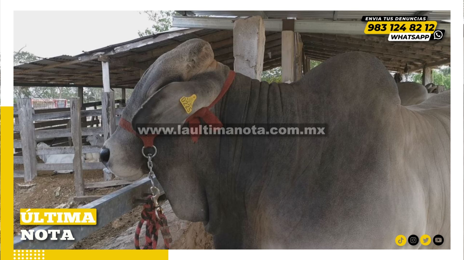 Piden aretes para ganados en la zona maya