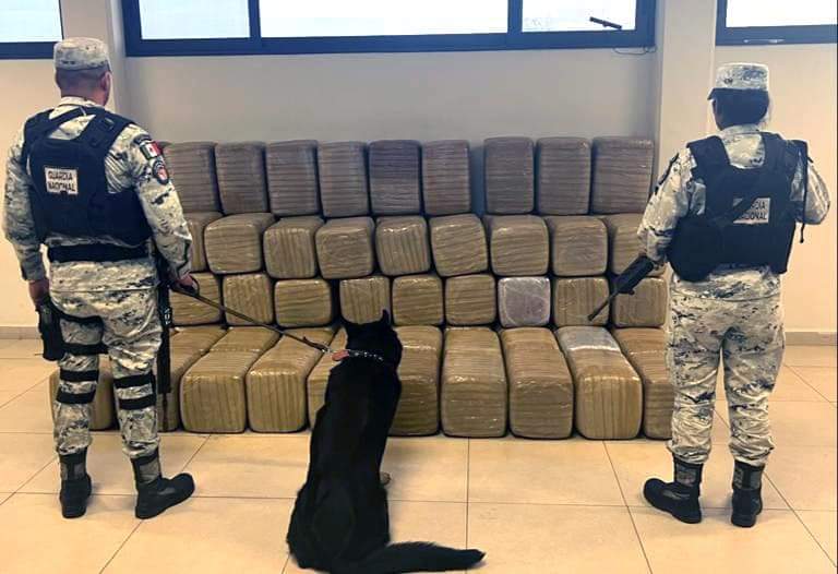 Guardia Nacional intercepta en Nuevo León, más de media tonelada de aparente marihuana en empresa de mensajería