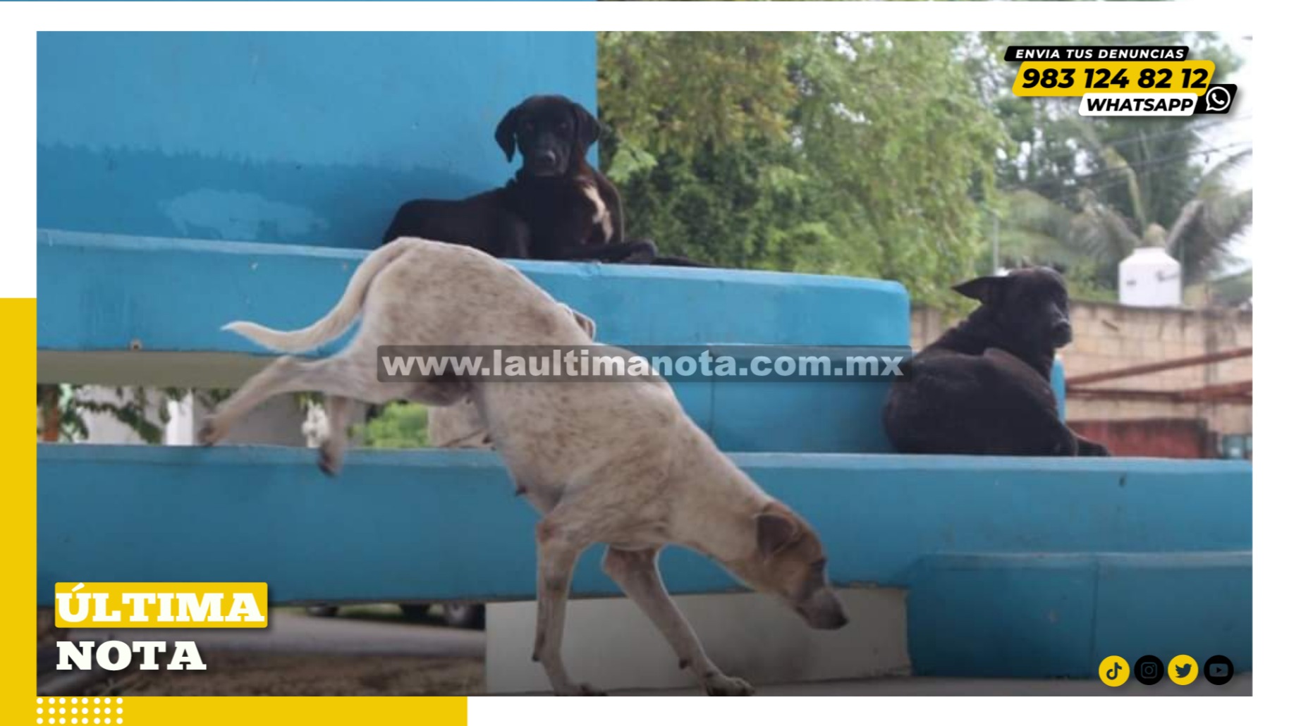 Tumor Venéreo afecta en canes de FCP