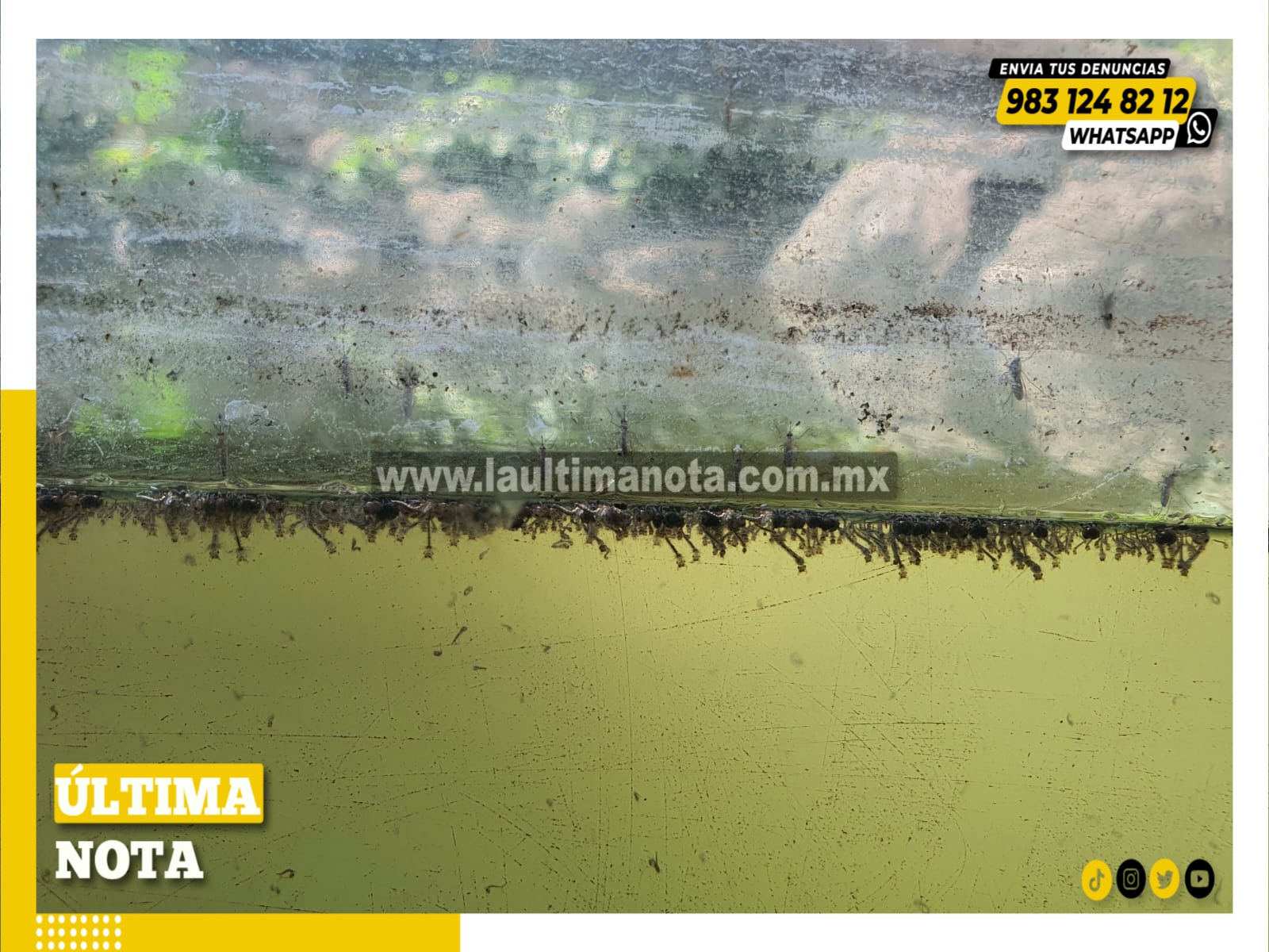 Denuncian al zoológico Payo Obispo como criadero de moscos