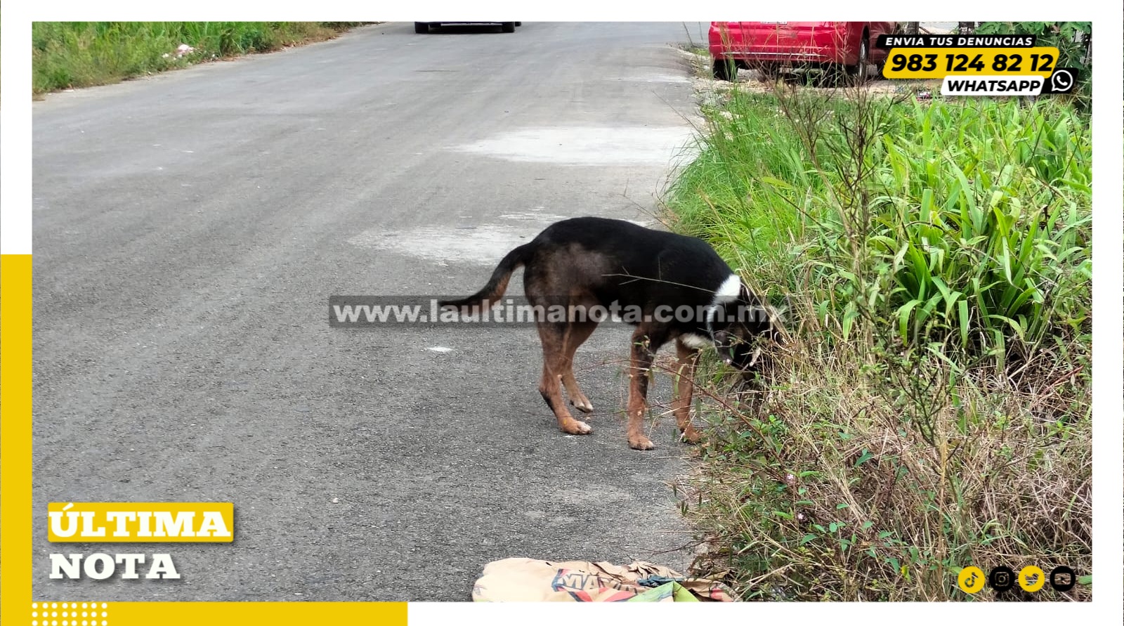 Monta canina foco de proliferación de callejeritos en FCP