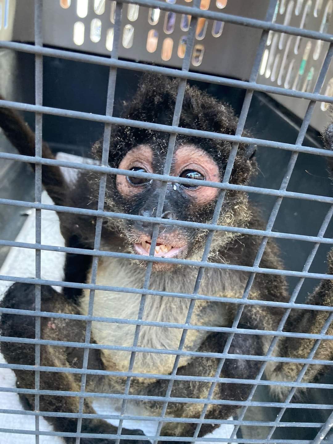 Mono araña causa que una vivienda se incendie en Playa del Carmen durante el fin de semana