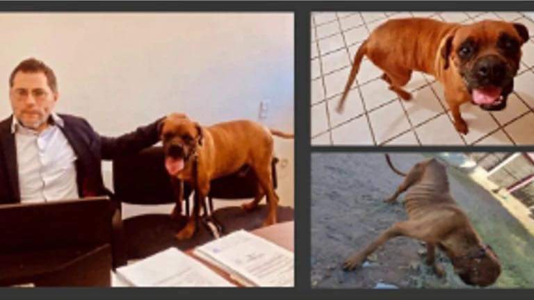 El chato en audiencia contra su ex-dueña por maltrato animal, busca justicia