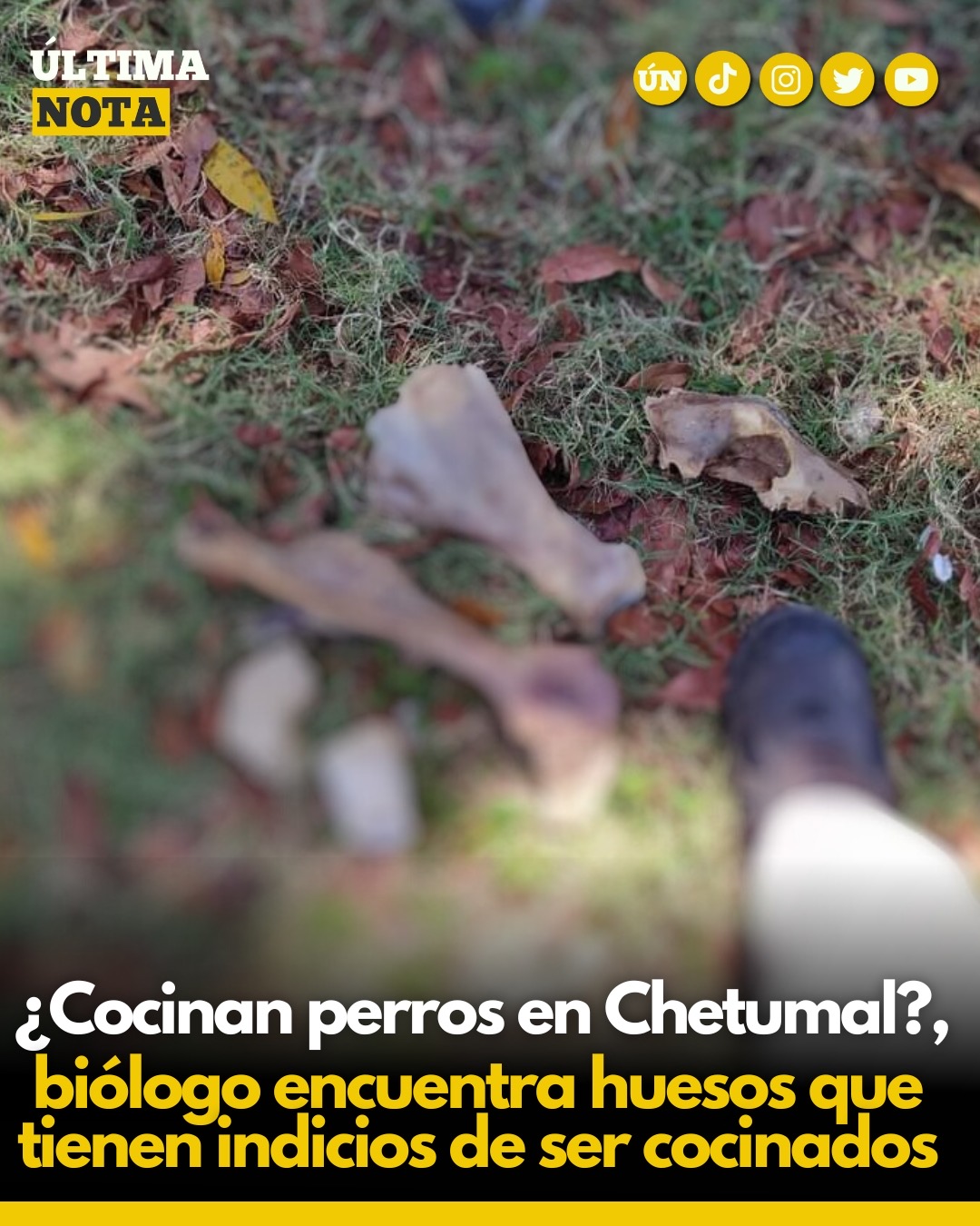 ¿Cocinan perros en Chetumal?