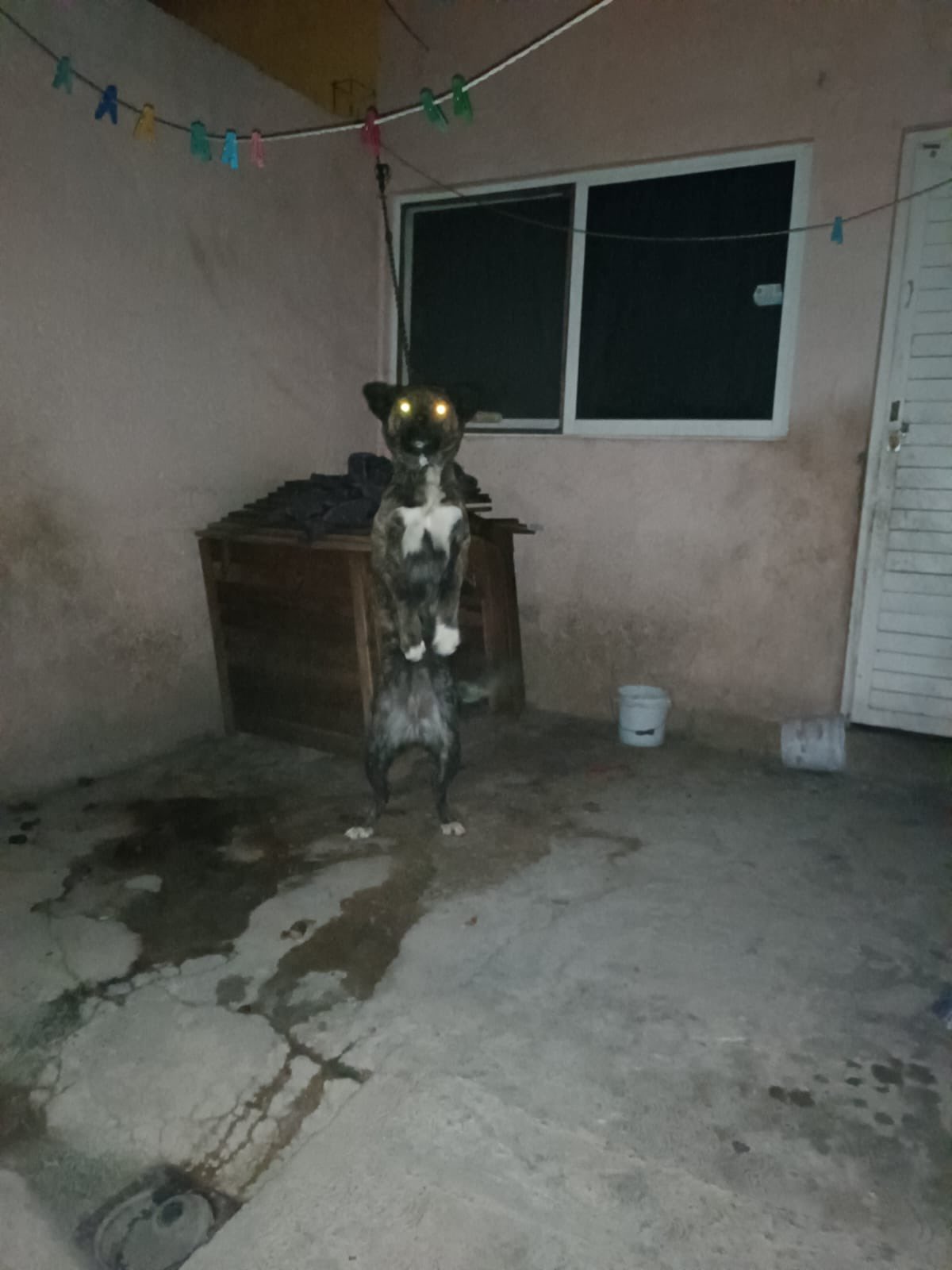 “Ofrecí $500. Me contestaron: Nel, queremos cantidad mucho más alta”: Intentan comprar a perrita maltratada; rechazan oferta y la amenazan