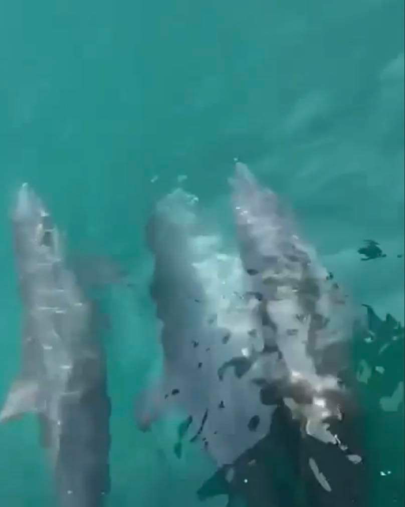 VIDEO: Manada de Delfines sorprende frente a Progreso Yucatán