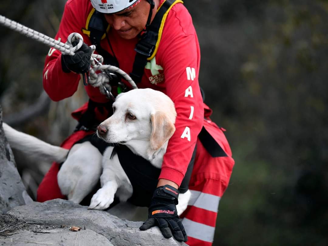 Perros mexicanos se entrenan para salvar vidas en todo el mundo