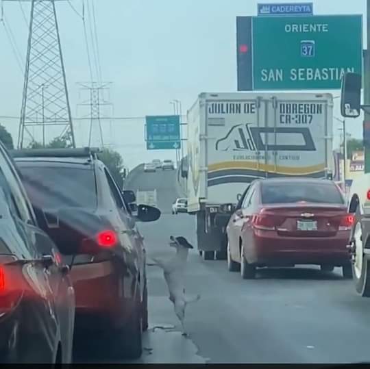 Familia abandona cruelmente a un perrito en plena avenida
