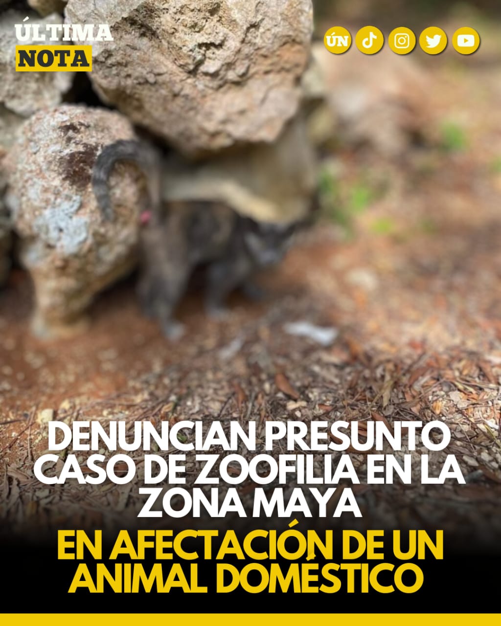 Denuncian presunto caso de zoofilia en la #ZonaMaya en afectación de un animal doméstico