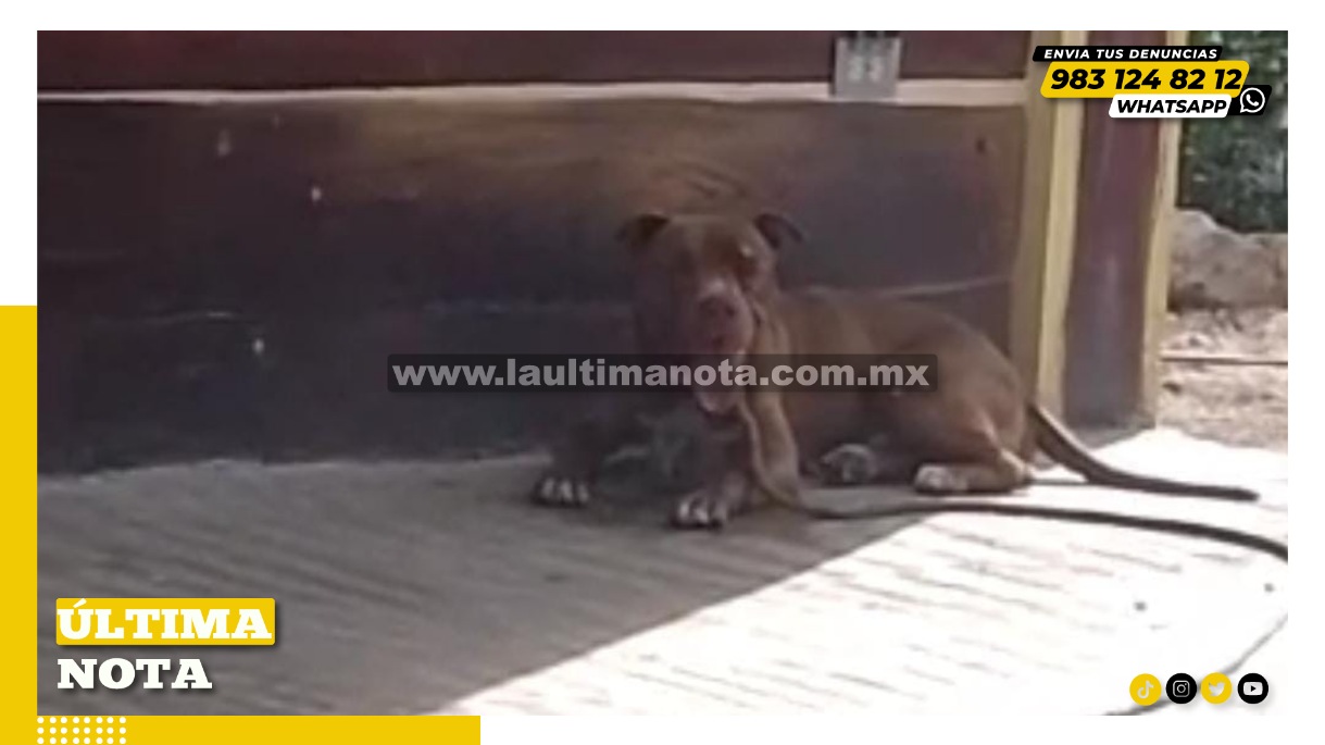 Pitbull ataca brutalmente a dos perritos en F.C.P