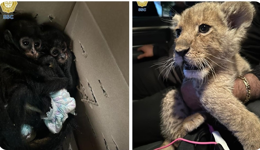 Rescatan a cachorro de león y a 3 mono araña en CDMX; hay detenidos
