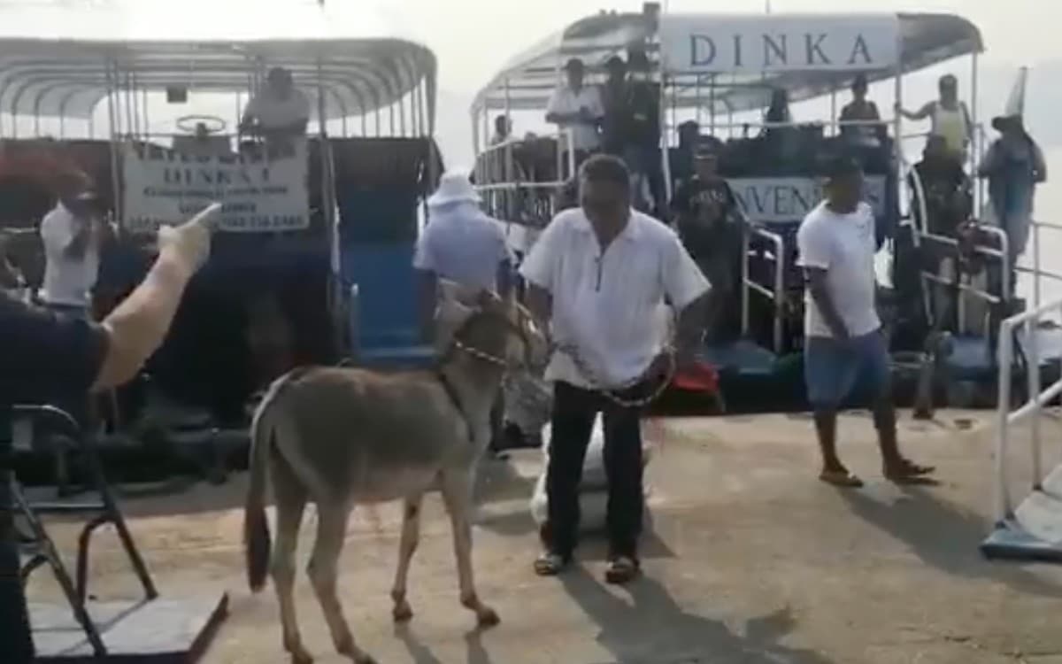 Piden rescatar a ‘Manuelín’, burro al que obligan a tomar cerveza en Acapulco
