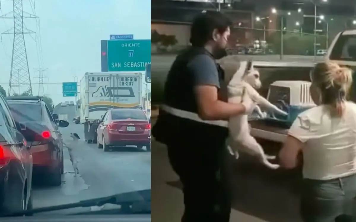 Rescatan a perrito que rogó a sus dueños no ser abandonado