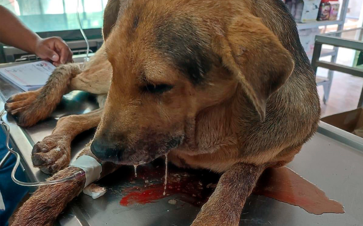 Matan a perrito por “robar” un pan