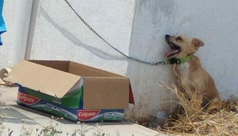 Ola de calor: Muere perrito tras estar amarrado durante horas bajo el sol en Yucatán