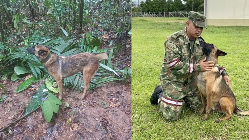 ‘Operación Esperanza’ no acaba: militares confirmaron que seguirán buscando al perrito ‘Wilson’