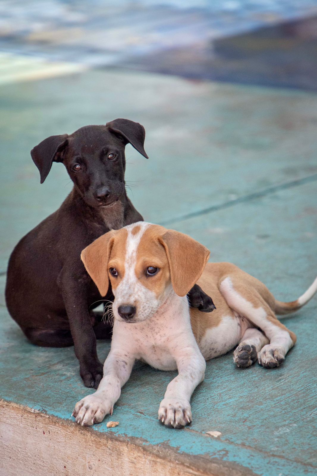 Saturan centro de bienestar animal en Carrillo