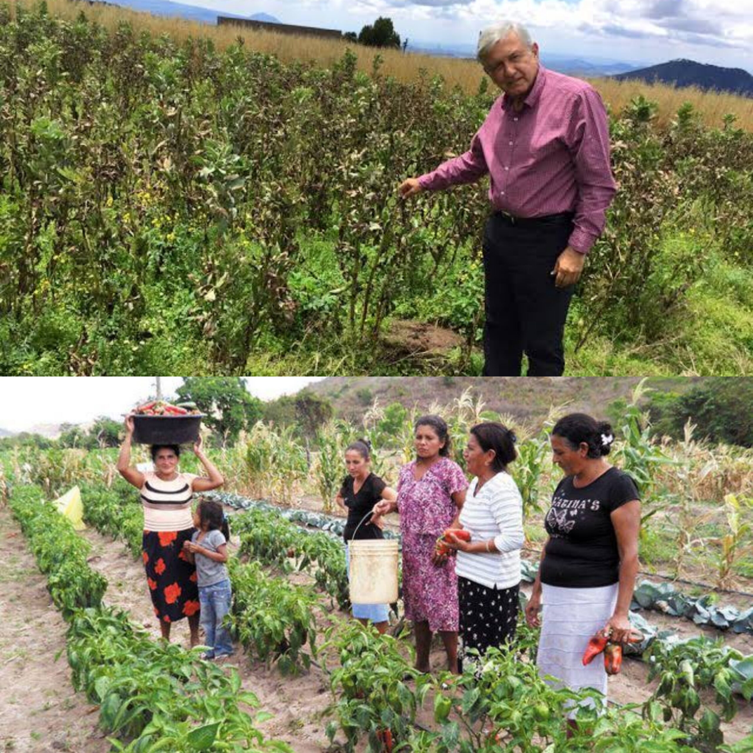 AMLO encabezará el programa “Mujer por el acceso de la tierra” en Chetumal