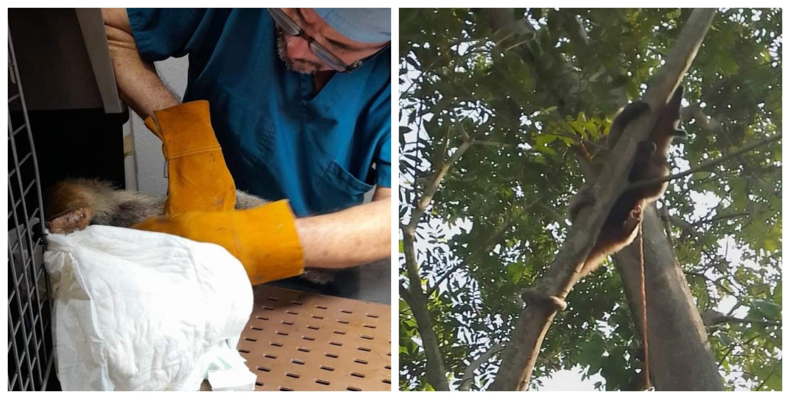 Rescatan dos osos hormigueros en Veracruz, uno iba a ser consumido