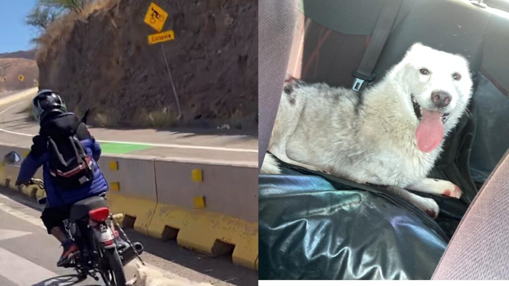 ¡La salvaron! Motociclista amarra y arrastra a perrita en Guanajuato; autoridades ya lo buscan