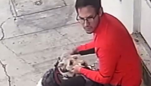 ¡Era el perrito de su pareja! Fiscalía integra carpeta contra sujeto que golpeó a un lomito en la Narvarte